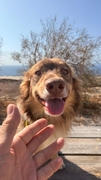 HAPPY Image 2